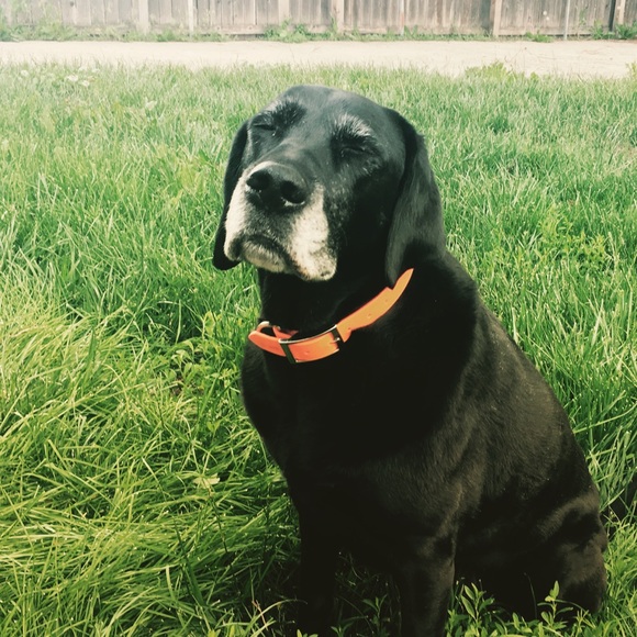 Meet your Posher, Sima - Picture 4 of 4